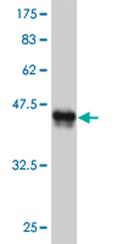EN1 monoclonal antibody (M04), clone 3H2