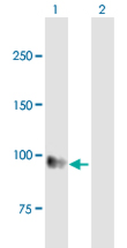 EMR1 purified MaxPab mouse polyclonal antibody (B01P)