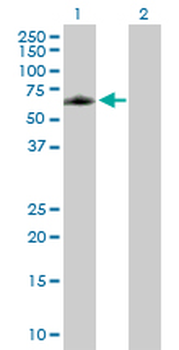ELK4 purified MaxPab mouse polyclonal antibody (B01P)
