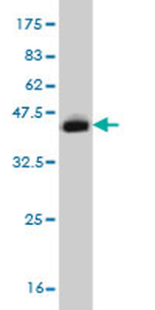 ELF3 monoclonal antibody (M02), clone 2B11