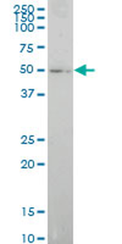 ELF1 monoclonal antibody (M01), clone 3B7