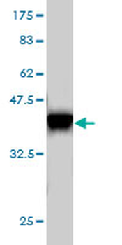 ELF1 monoclonal antibody (M01), clone 3B7
