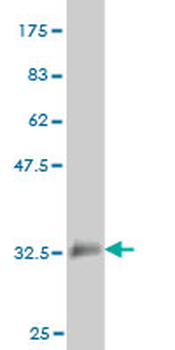 ELAVL4 monoclonal antibody (M01), clone 6B9