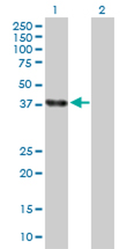 ELAVL4 purified MaxPab rabbit polyclonal antibody (D01P)
