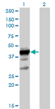 ELAVL3 purified MaxPab mouse polyclonal antibody (B01P)
