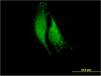 ELA1 monoclonal antibody (M02), clone 4H5