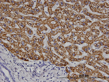 ELA1 monoclonal antibody (M02), clone 4H5