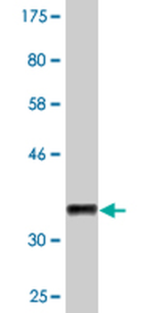 ELA1 monoclonal antibody (M02), clone 4H5