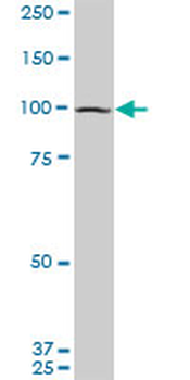 EIF4G2 monoclonal antibody (M01), clone 3B5
