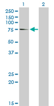 EIF4G1 monoclonal antibody (M10), clone 2A9