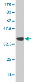 EIF4G1 monoclonal antibody (M10), clone 2A9