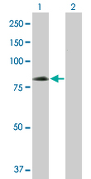 EIF4G1 purified MaxPab mouse polyclonal antibody (B01P)