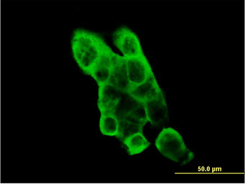 EPHA2 monoclonal antibody (M02), clone 1E3