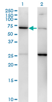 EIF2S3 monoclonal antibody (M01), clone 2C9