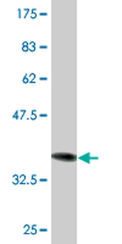 EIF2S3 monoclonal antibody (M01), clone 2C9