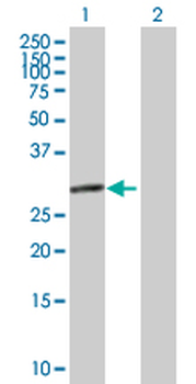 EIF2B1 purified MaxPab mouse polyclonal antibody (B01P)