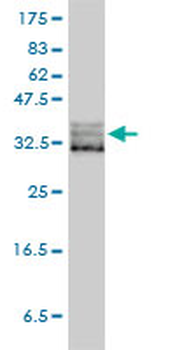 EIF2S1 monoclonal antibody (M01), clone 3H12-C11