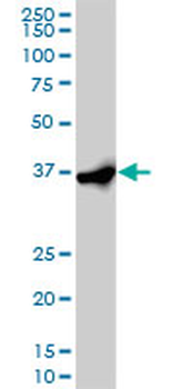 EIF2S1 monoclonal antibody (M01), clone 3H12-C11
