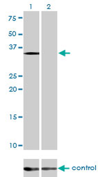 EIF2S1 monoclonal antibody (M01), clone 3H12-C11