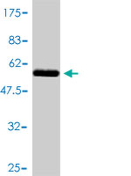 EIF2S1 monoclonal antibody (M01), clone 3H12-C11