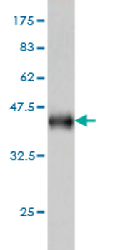 EGR1 monoclonal antibody (M03), clone 6E8