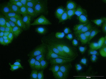 EGFR purified MaxPab rabbit polyclonal antibody (D01P)