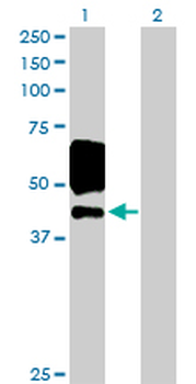 EGFR purified MaxPab rabbit polyclonal antibody (D01P)