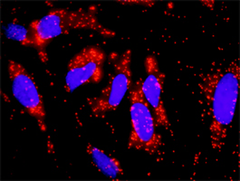 EGFR purified MaxPab mouse polyclonal antibody (B01P)