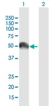 EGFR purified MaxPab mouse polyclonal antibody (B01P)