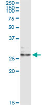 EFNA3 monoclonal antibody (M02), clone 1C12