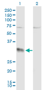 EFNA3 purified MaxPab mouse polyclonal antibody (B01P)