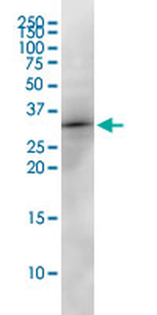 EEF1B2 monoclonal antibody (M18), clone 2G10