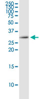EEF1B2 monoclonal antibody (M13), clone 4G8