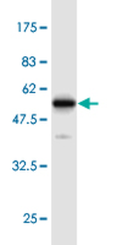 EEF1B2 monoclonal antibody (M13), clone 4G8