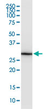 EEF1B2 monoclonal antibody (M12), clone 3F9