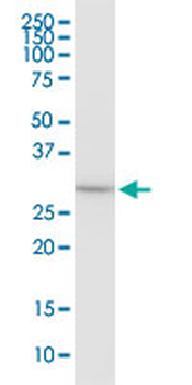 EEF1B2 monoclonal antibody (M12), clone 3F9