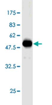 EEF1B2 monoclonal antibody (M12), clone 3F9