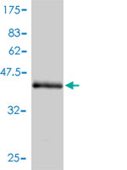 EDN2 monoclonal antibody (M01), clone 3B4-1C5