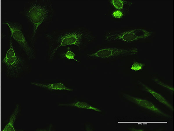 ECHS1 purified MaxPab rabbit polyclonal antibody (D01P)