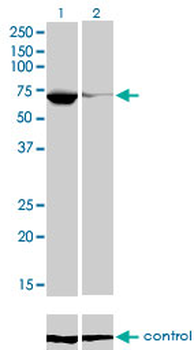 EBF1 monoclonal antibody (M02), clone 1G8