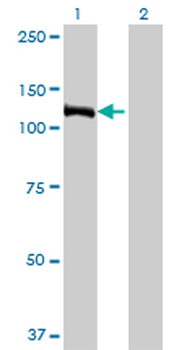 E4F1 monoclonal antibody (M03), clone 4B10