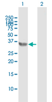 E2F6 MaxPab rabbit polyclonal antibody (D01)