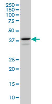 E2F4 monoclonal antibody (M01), clone 5B7