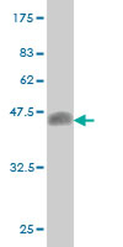 E2F4 monoclonal antibody (M01), clone 5B7
