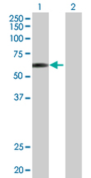 E2F4 purified MaxPab rabbit polyclonal antibody (D01P)