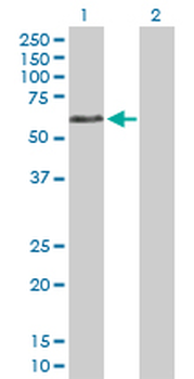 DVL1 purified MaxPab rabbit polyclonal antibody (D01P)