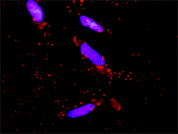 DUSP9 monoclonal antibody (M04), clone 2E3