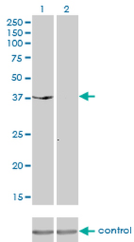 DUSP6 monoclonal antibody (M01), clone 3G2