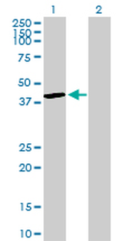 DUSP4 purified MaxPab rabbit polyclonal antibody (D01P)