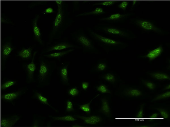 DUSP1 monoclonal antibody (M05), clone 3A9